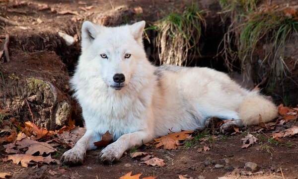 Arctic wolf lying down and looking at the camera.