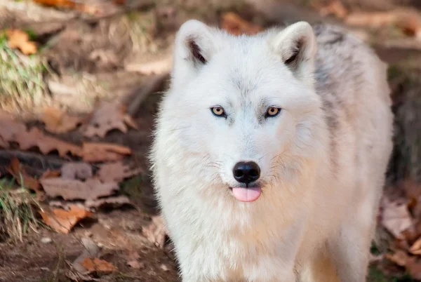 Loup Arctique Images Libres De Droit Photos De Loup Arctique Depositphotos Loup Arctique Images Libres De Droit Photos De Loup Arctique Depositphotos