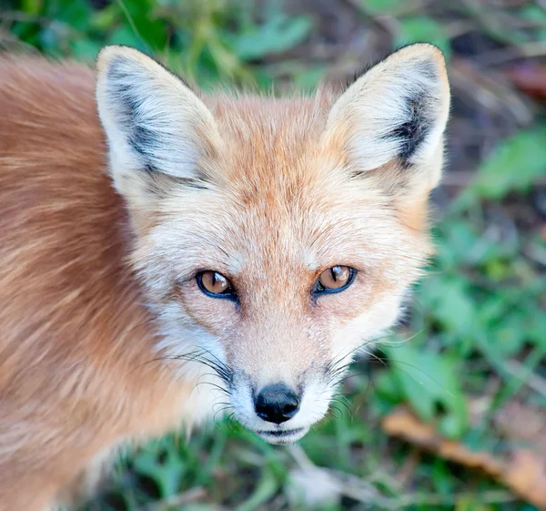 Jovem raposa vermelha olhando para a câmera — Fotografia de Stock