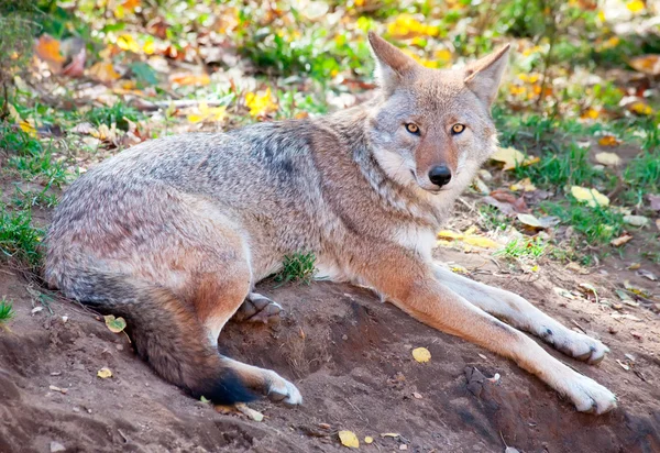 Coyote tittar på kameran — Stockfoto