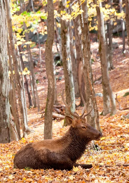 Egy őszi napon fekve Elk — Stock Fotó