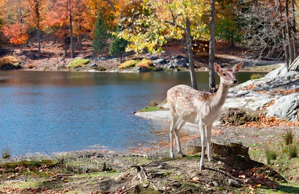 Cervi in piedi vicino al lago — Foto Stock