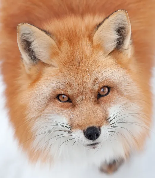 Mladí red fox při pohledu na fotoaparát — Stock fotografie