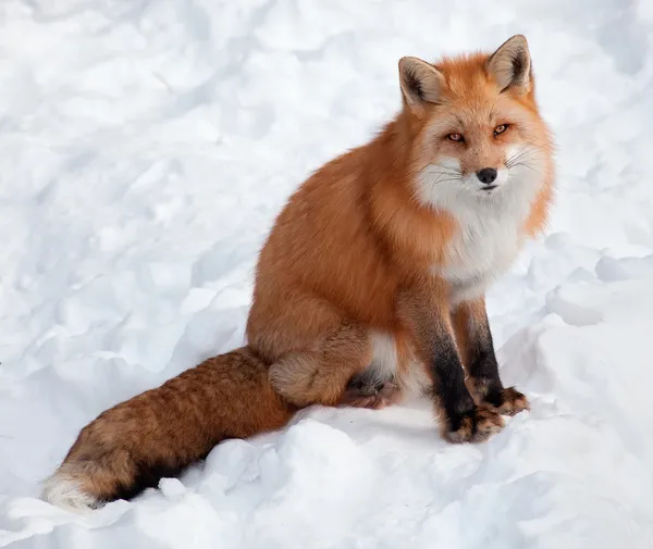 Молодий red fox в снігу, дивлячись на камеру — стокове фото