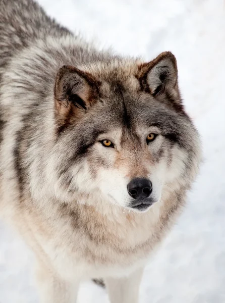 Grå varg i snön tittar upp på kameran — Stockfoto