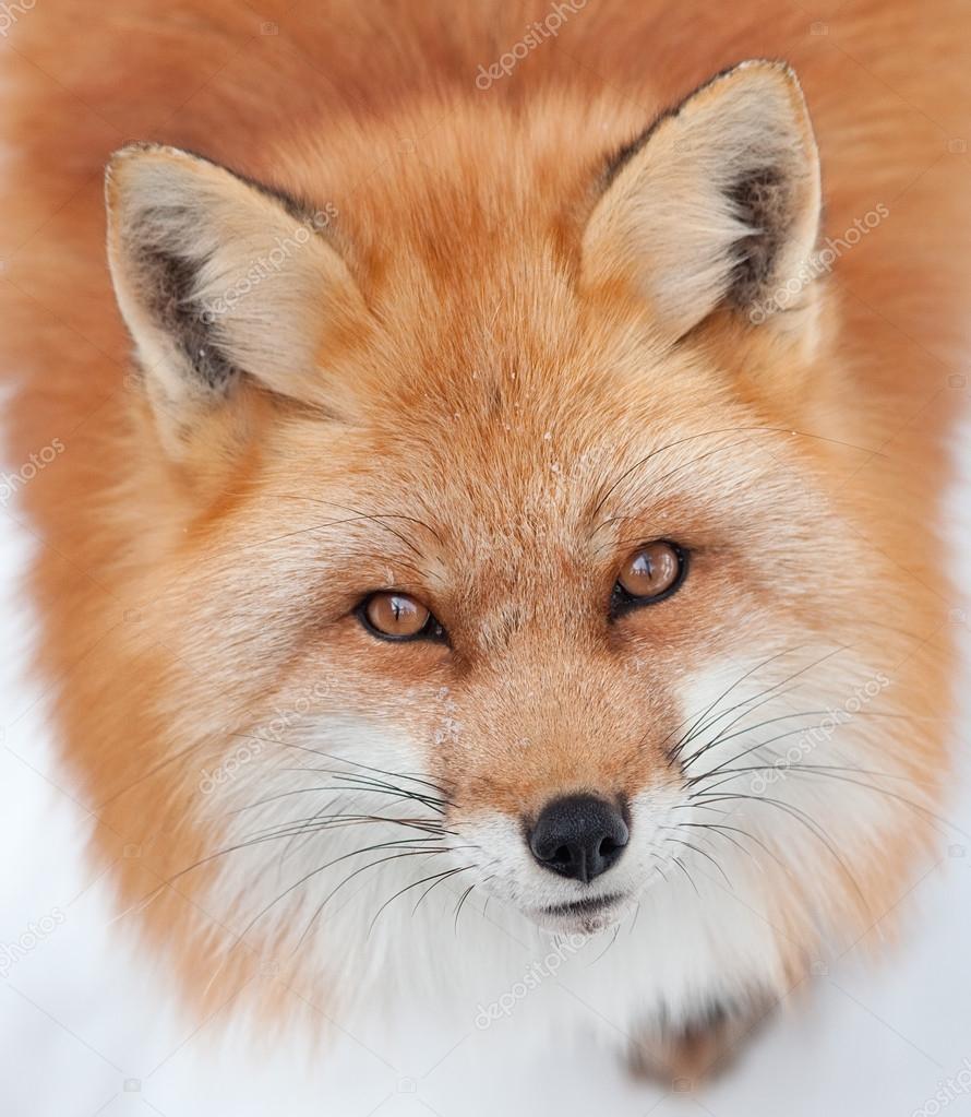 Young Red Fox Looking up at the Camera — Stock Photo © cybernesco #42883349