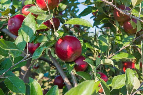 Rode appels op de boom Stockafbeelding