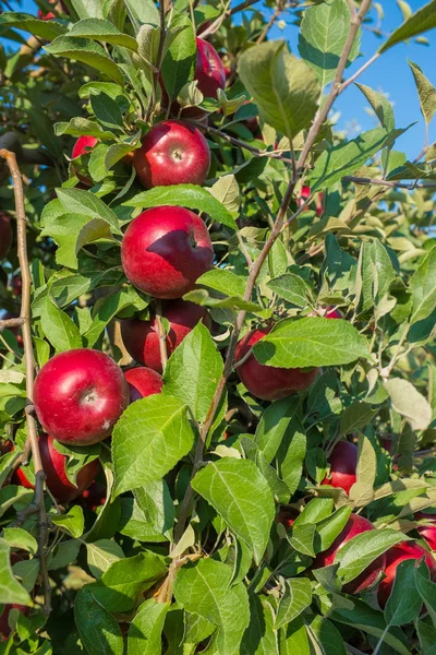 Κόκκινα μήλα στο δέντρο Royalty Free Φωτογραφίες Αρχείου