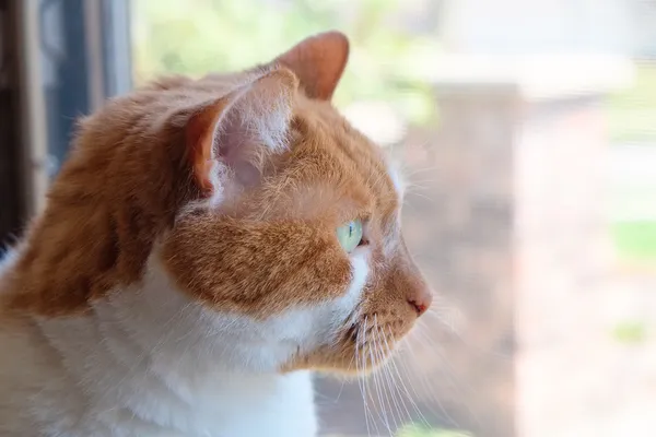 Katze starrt aus Fenster Stockfoto