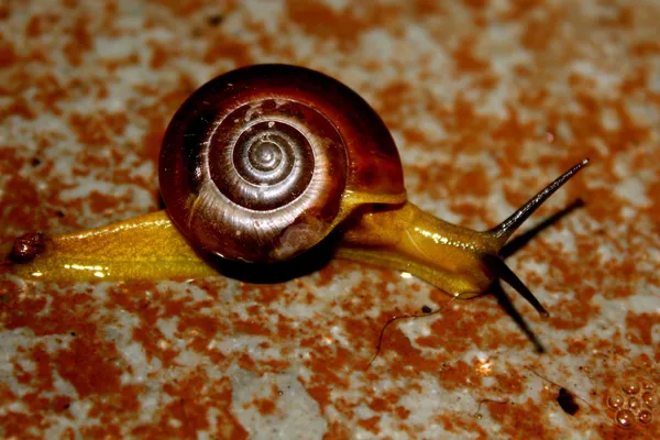 Caracol artístico — Fotografia de Stock