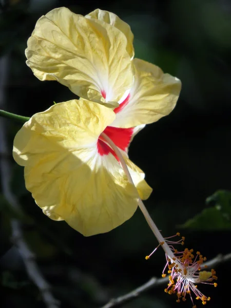 Luz de flor — Foto de Stock