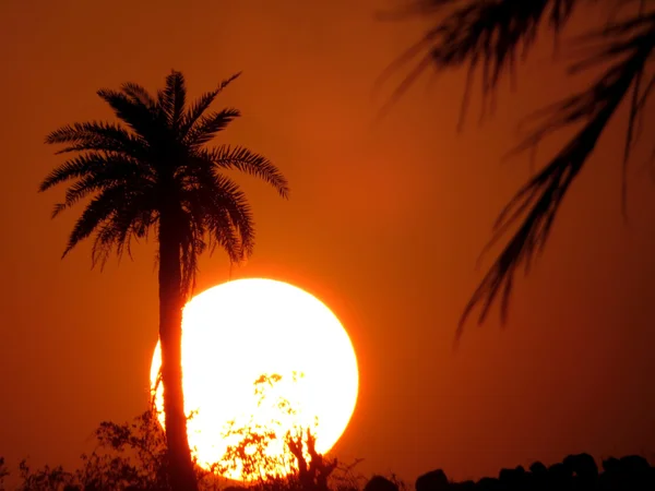 砂漠の熱帯の夕日 — ストック写真