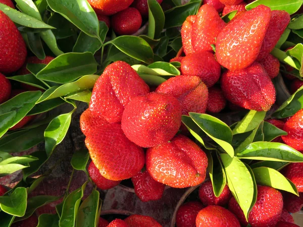 농장 신선한 딸기 — 스톡 사진