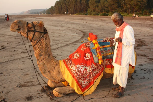 Camel Business — Stock Photo, Image