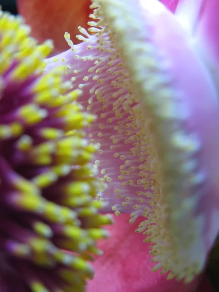 Rare Cannonball Flower Macro — Stock Photo, Image