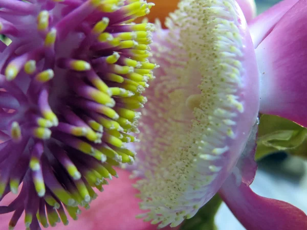 Seltene Kanonenkugel-Blume — Stockfoto