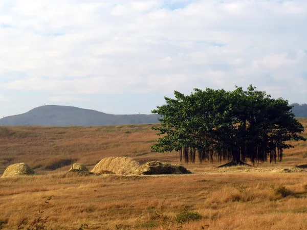 Lonely Banyan Tree — Stock Photo, Image