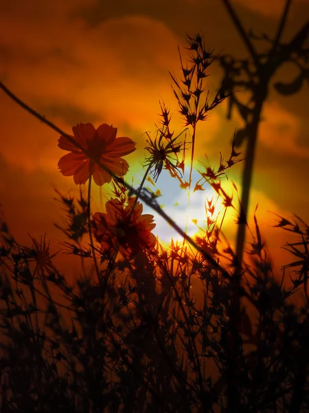 Einzigartige Sonnenuntergangsblumen — Stockfoto