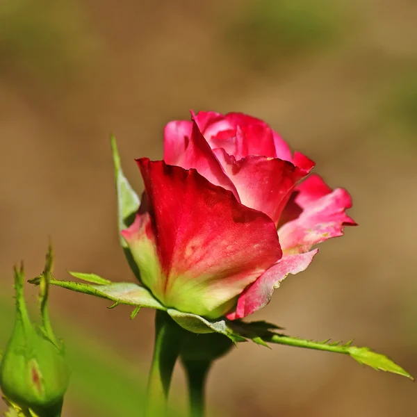 Wilde rote und weiße Rose — Stockfoto