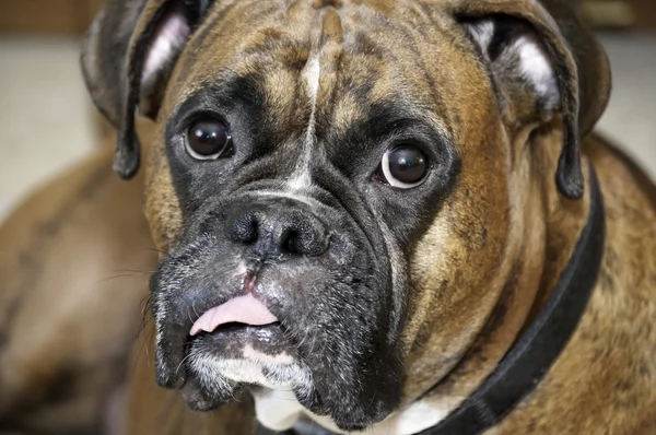 Boxeador de mascotas familia — Foto de Stock