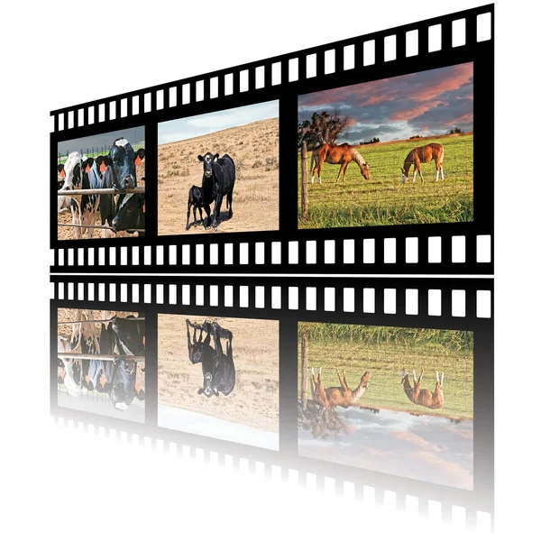 Filmstrip van binnenlandse landbouwhuisdieren — Stockfoto