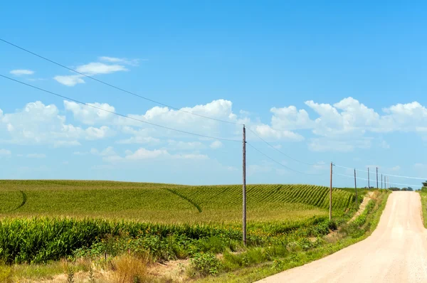 Landstraße neben Maisfeld — Stockfoto