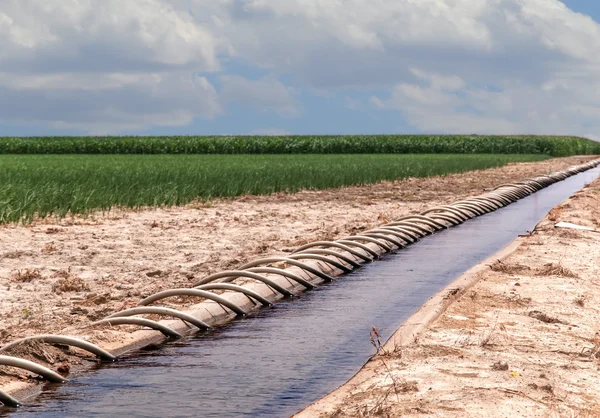 Tubo de sifão Irrigado Cornfield — Fotografia de Stock