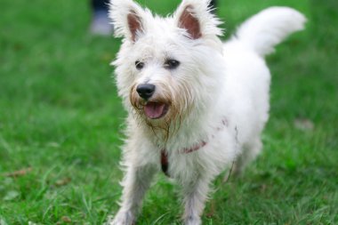 bir çim üzerinde küçük köpek