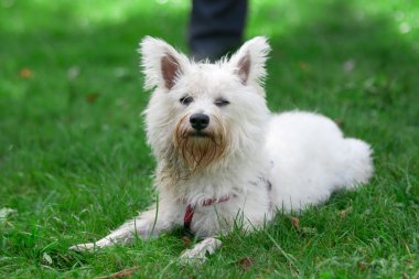 bir çim üzerinde küçük köpek