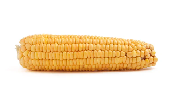 Corn in cob — Stock Photo, Image