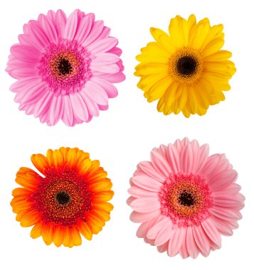 Herbera