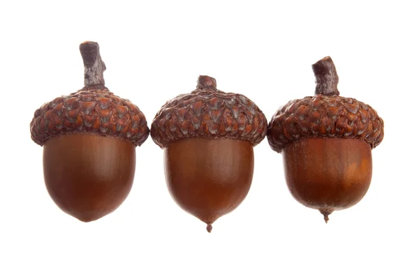 Three acorns — Stock Photo, Image