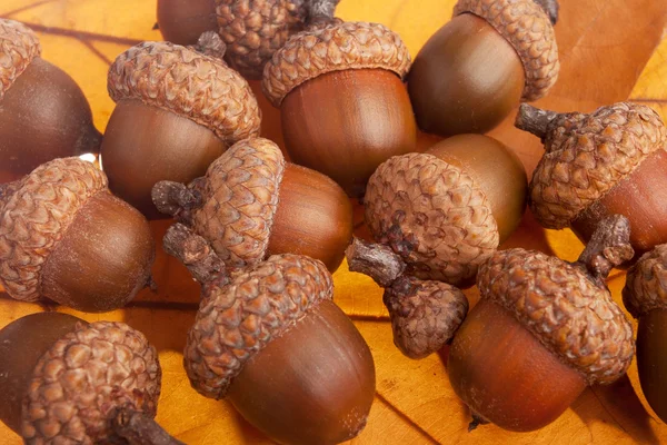 Bunch of acorns — Stock Photo, Image