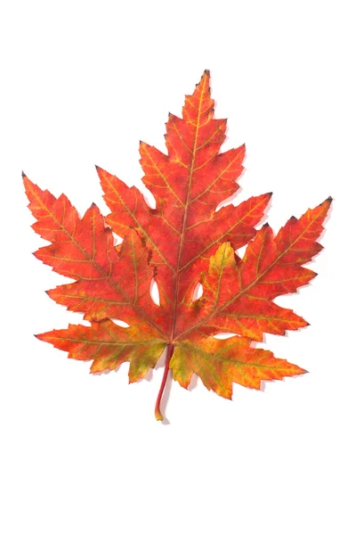 Piękna jesień liść — Zdjęcie stockowe