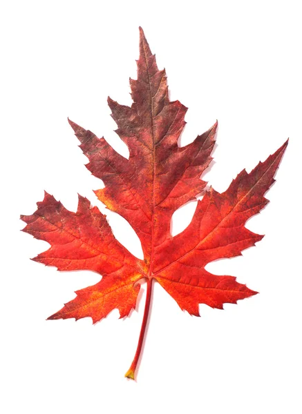 Piękna jesień liść — Zdjęcie stockowe