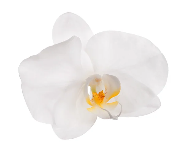 Witte orchidee — Stockfoto