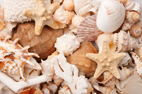 Fondo de conchas marinas —  Fotos de Stock