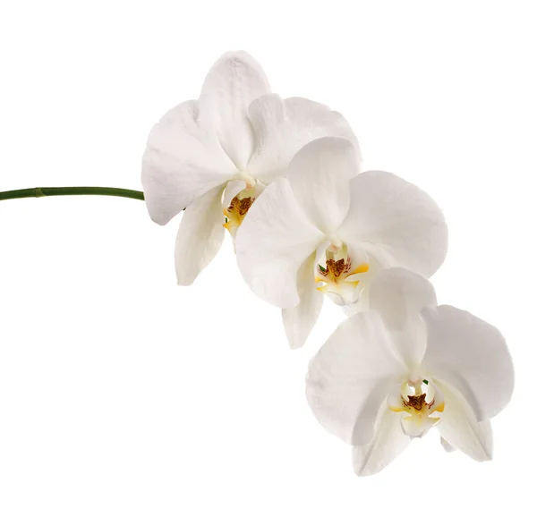 Witte orchidee — Stockfoto