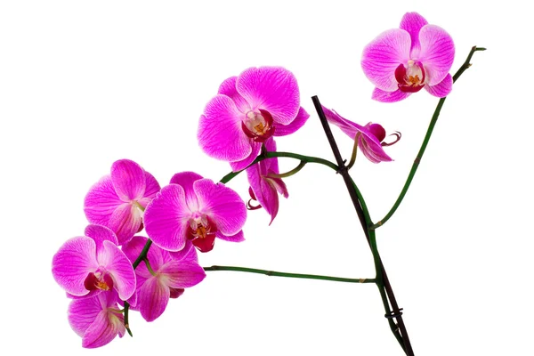 Růžová orchidej — Stock fotografie