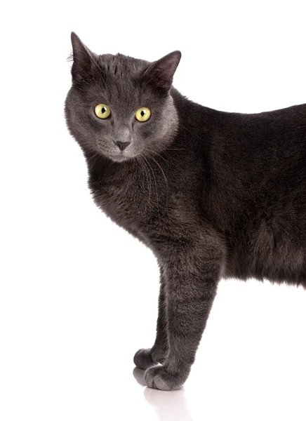 British Shorthair cat — Stock Photo, Image