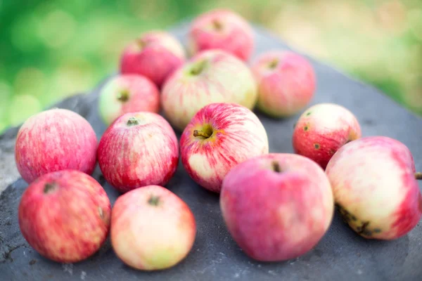 Manzanas rojas sobre una roca — Foto de Stock