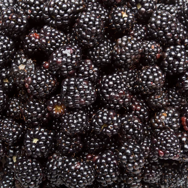 Fresh Blackberries — Stock Photo, Image