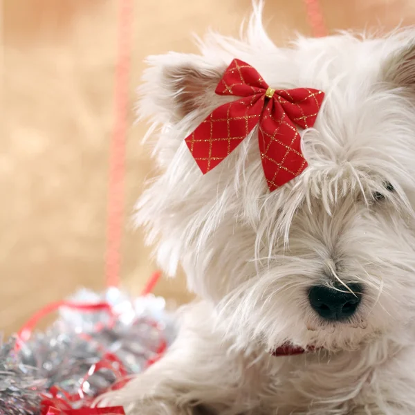 Westie. — Fotografia de Stock