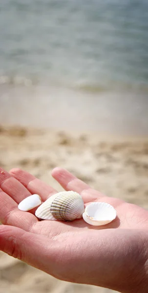 Scallop — Stock Photo, Image