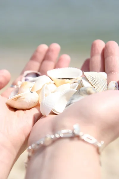 Scallop — Stock Photo, Image