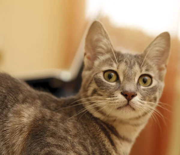 Gray young cat. — Stock Photo, Image