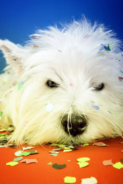 Festa do cão — Fotografia de Stock