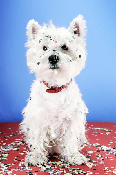 Festa del cane — Foto Stock