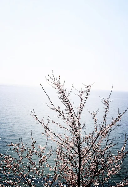 Blühender Baum — Stockfoto