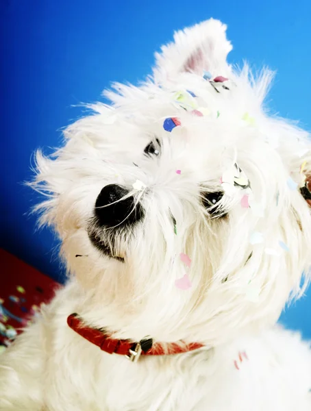 Dog party — Stock Photo, Image